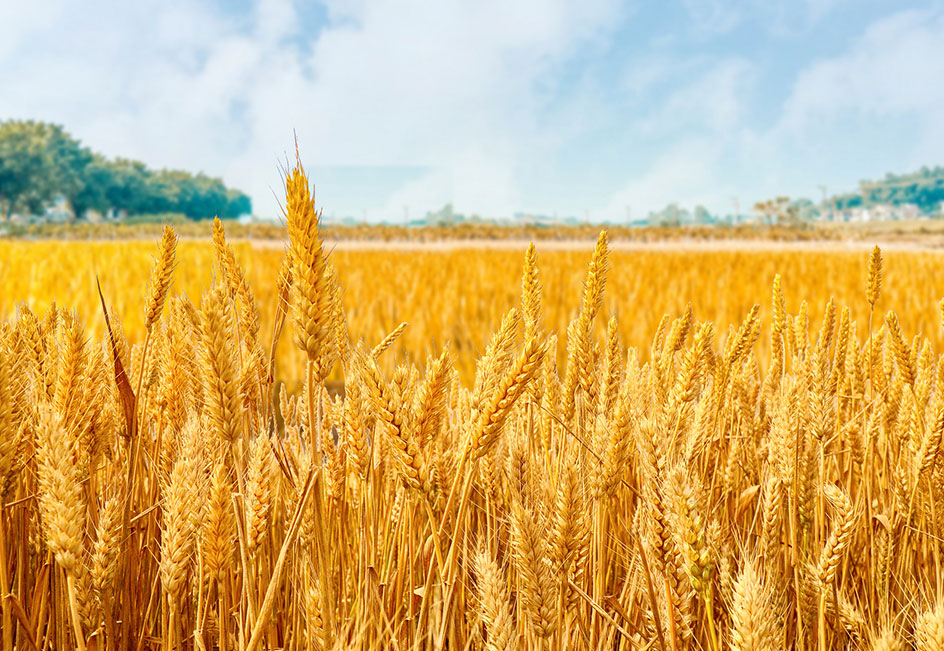 bevictorΰ�¹���-Τ�¹ٷ���վ