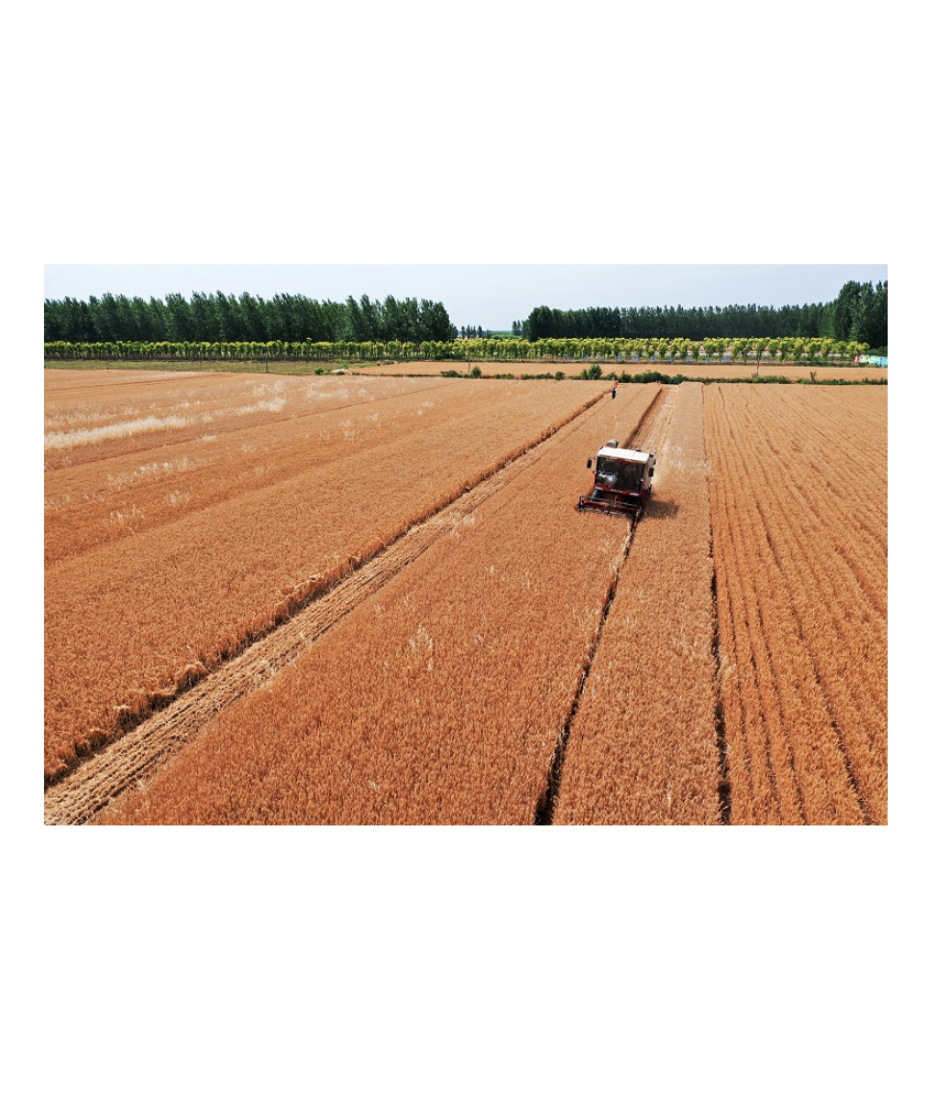 ��ʳ��ֲ���մ�